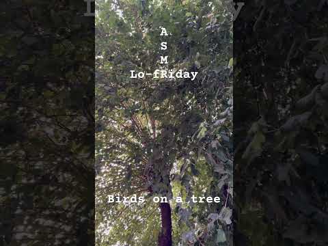 Lo-fRiday ASMR 🌙 Birds on tree #nature #birdsong #birdsounds #lofiasmr #publicasmr