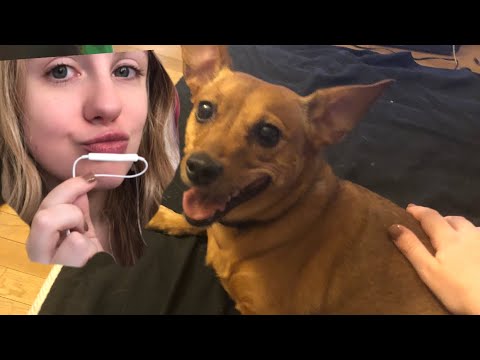 Petting a Dog ASMR | Brushing Sounds