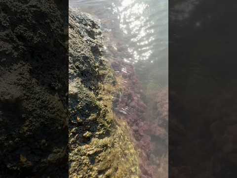 Abandoned on rocks | OCEAN ASMR with layered sounds design