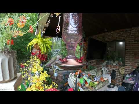 Slow Motion Hummingbird Hangout