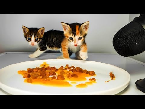 Stray Kittens Eating Wet Cat Food ASMR