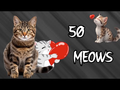 Cat Facts | ASMR