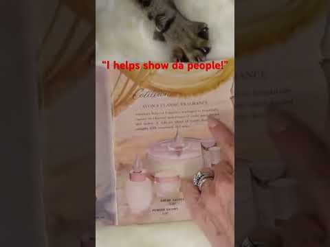 Just trying to do a Retro Avon flip-thru…with a little help from our Apollo!  #asmr  #catlover
