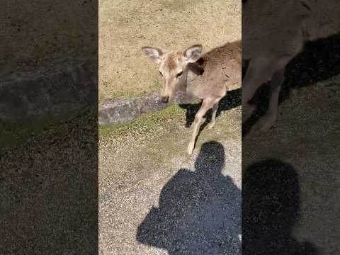 ASMR walking #asmr #asmrtravel #asmrshorts