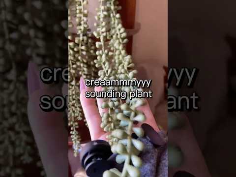 creamy sounding plant asmr
