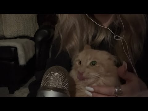 my cat tries ASMR *failed* 😸