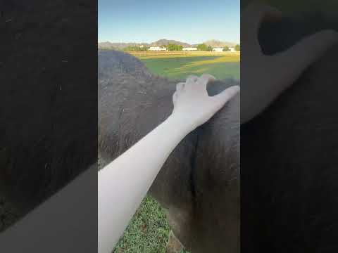 scratching and nature sounds 🤭 #asmr #triggersforsleep #asmrtriggers #relax #visualtingle #tingles