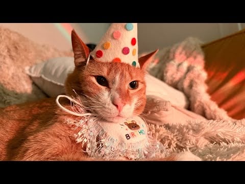 Goldie’s Birthday ASMR 🎂