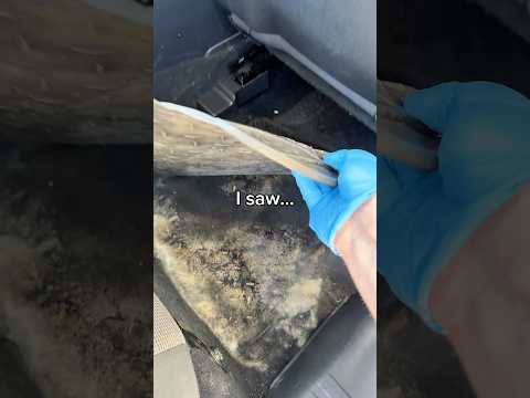 Craziest thing while detailing… what would you do?