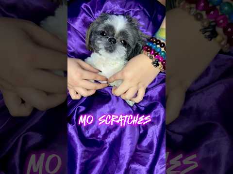 Mo scratches 🐶 #scratch #scratching #asmrscratching #puppy #asmrdog #dog #shihtzu #relaxing #sleep