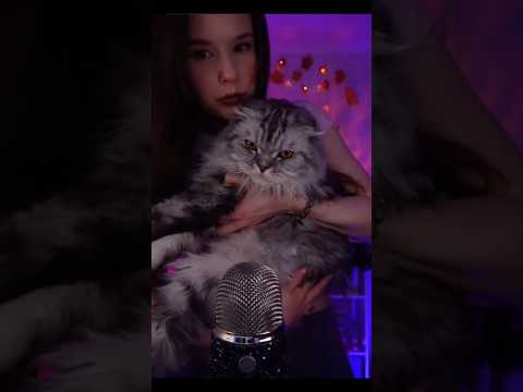 ASMR Кот и кошка в гостях у АСМРтиста Cats