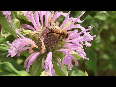 🌲🌳 A Walk Through the Greensboro Arboretum 🌳🌲 (Nature Sounds)