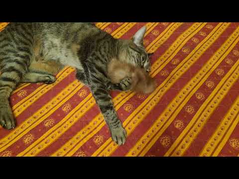 ASMR Purring and playing cat