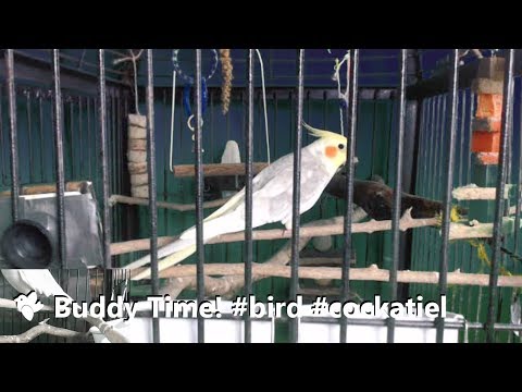 🐦 Buddy Time! #bird #cockatiel