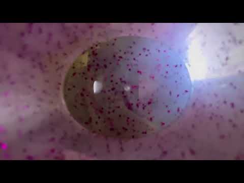 ASMR | Tell me if you can see the light (Tingle 100%, light trigger, eye test)