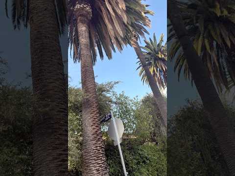 California #travel #californialove #juna #vlog