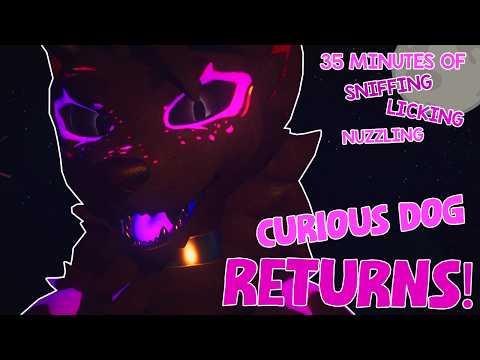 FURRY ASMR - Curious dog RETURNS (Face-tracked)