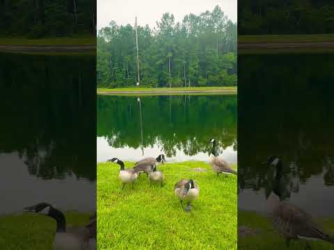 Home sweet home🏡😌 #ducks #duckling #backyard #nature #naturelovers #asmr #fyp
