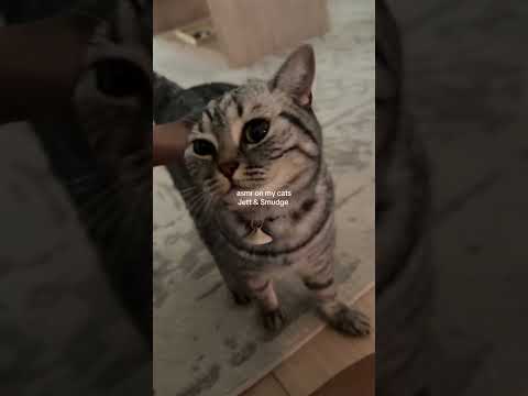#shorts #asmr #cats