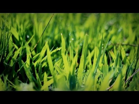 [ASMR] Binaural Backyard Sounds