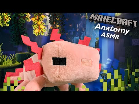 [ASMR] The Anatomy of a Minecraft Axolotl 🦎 | Medical ASMR, Layered Sounds