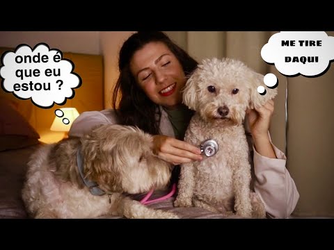 ASMR | ROLEPLAY VETERINÁRIA ( com meus cachorros 🐶)