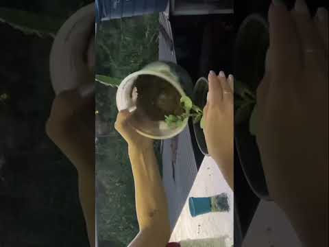 Plante uma plantinha comigo 🌹🌻🌸🍀🌺🌱 ASMR 🌺🌸🙏🏽❤️