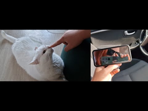 ASMR på Svenska - lofi ljud i bilen. Busar med min katt Bianca