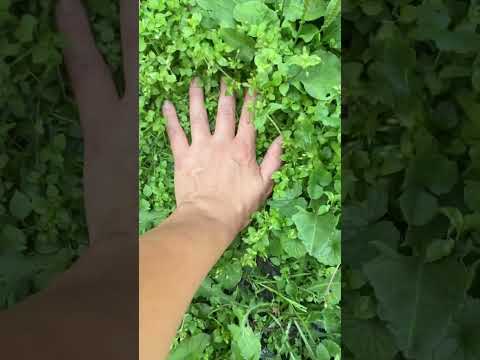 Stepping On Clover 🍀 ASMR #relaxing