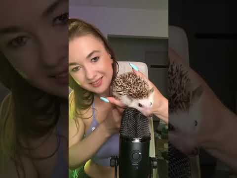 ASMR z jeżem! Relaksuje Cię? HEDGEHOG ASMR