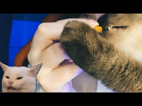 АСМР  С КОШЕЧКАМИ 🐱ASMR WITH CATS