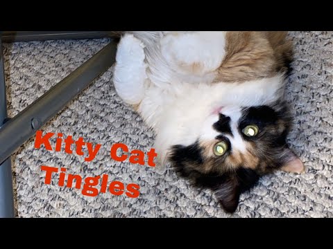 LoFi ASMR Kitty Cat Tingles 😸