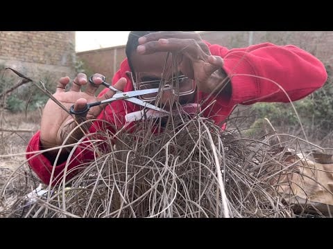 ASMR | Cutting Grass with Scissors ✂️ | No Talking 