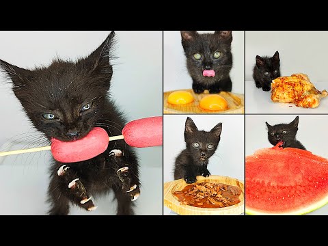 Top 5 Kitten ASMR Eating Compilation [ Part 2 ]