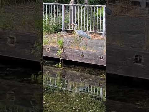 ASMR GREY HERON STRUTS ALONG CANAL #naturesounds #naturephotography #ukbirds
