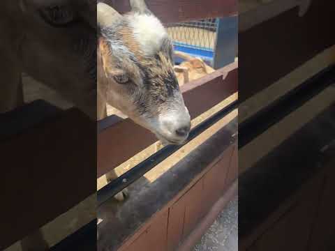 GOAT ASMR #asmr #relax #shorts #tingly #asmrvideos #tingly #asmrvideos