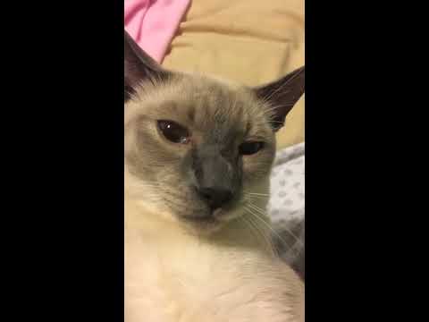 Mr. Cat  Blue Point Siamese Cat ~ Blue Eyes He is so Handsome