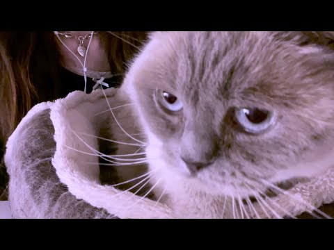 ASMR ⋆｡ﾟ☁︎｡⋆ whispering and my cat ♡