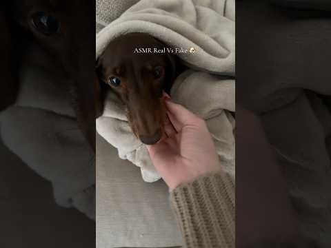 ASMR Real Vs Fake 🐶 #lofiasmr #asmr #tingles #lofi #relax