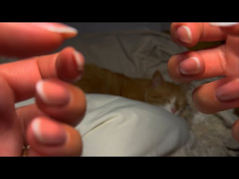ASMR | Explaining cat behaviour (hand movements & clicky whispering)