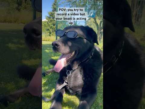 When your dog is cooler than you 🫩 #dog #dogshorts #audio #music