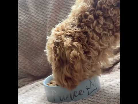 ASMR pet eating/ pet short videos 🐶