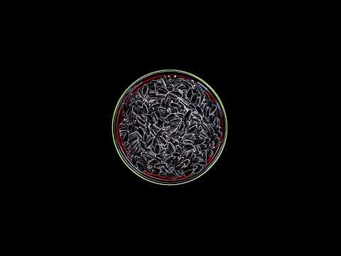 ASMR – 21 Sunflower seeds of Love [No talking]
