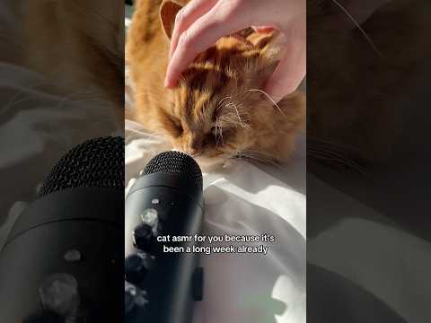 asmr on my cat #asmr #catasmr #cat