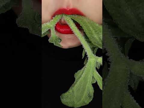 ICE PLANT ASMR 🧊🥬