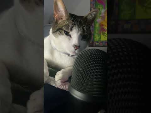 volume up!! cat purring for ur relaxation💤 #asmr #cat #catvideos #catshorts #catpurring #asmrsounds