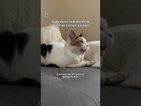 Fazer o que né 🤷🏻 ♀️  #cat #gateiraporamor #gatos #petsfofinhos #pets #gato #memes #cute