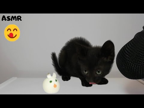 Kitten eating Mouse Egg ASMR