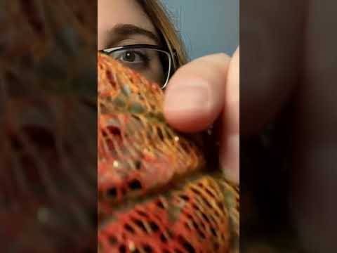 asmr good good good leave on the camera