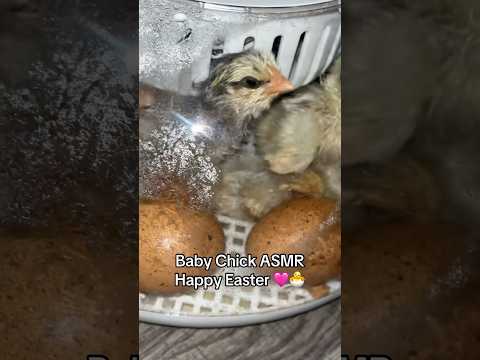 Grandparents hatched some new babies 🐣🥰